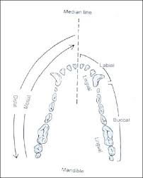 Feature Oral Health Issues In The Dog Normal Anatomy Of