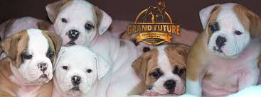 English bulldog puppies for sale georgia, english bulldog puppies for sale ga, english bulldog breed. Champion American Bulldog Puppies Grand Future Kennel