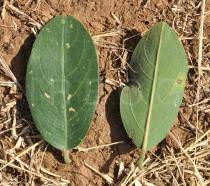 Image result for Capparis tomentosa