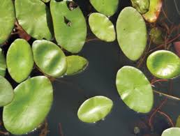 Image result for Brasenia