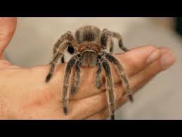 From Xol 6 Rose Hair Tarantula Facts Care Tips Pet Tarantulas Pet Tarantula Rose Hair Tarantula Tarantula Facts