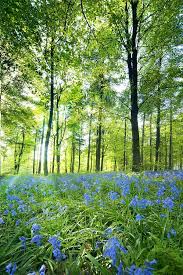 Check spelling or type a new query. Wildflowers In A Forest Of Trees Photograph By John Short