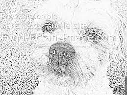 coloriage chien les beaux dessins de animaux a imprimer et colorier 696 logo aston martin