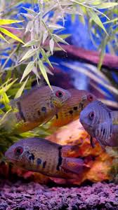 Pin On God S Amazing Sea Creatures