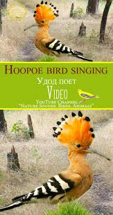 Bird Sounds Birds Singing Hoopoe Eating Hoopoe Bird Singing Upupa Epops Song Saund Udod Poet Penie Golosa Ptic Zvuki Prirody Hoopoe Hoopoebird Ukrain Hoopoe Bird Bird Calls Bird