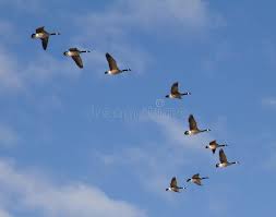 Canadian Geese Flying In A Vee Formation Against Blue Sky With Light Clouds Ad Flying Vee Canadian Geese Formation In 2020 Canadian Goose Goose Canadian