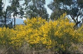 Image result for Acacia montigena
