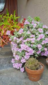 The contrast of the pale purple leaves and the. Purple Flowering Succulent