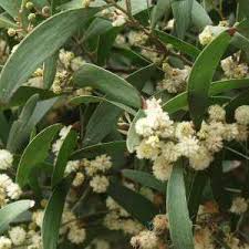 Image result for Acacia melanoxylon
