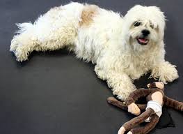 Check spelling or type a new query. Pet Friendly Flooring Buying Guide