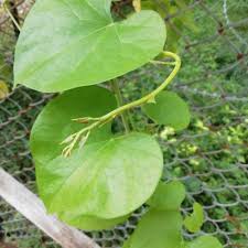 Image result for Tinospora orophila