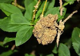 Image result for Rhizobium radiobacter, syn. Agrobacterium tumefaciens