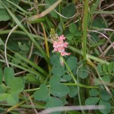 Image result for Indigofera heterotricha