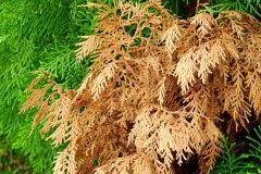 Bekommt die thuja braune spitzen und dunkle flecken, obwohl sie ausreichend mit wasser versorgt wird, dann ist. Thuja Wird Innen Braun So Retten Sie Den Lebensbaum