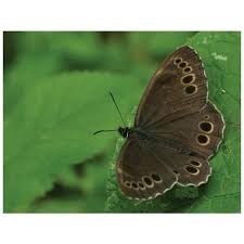 Image result for Lopinga achine