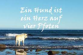 Weisheiten Sprichworter Zitate Uber Hunde Nachdenkliches Und Weises Uber Den Hund