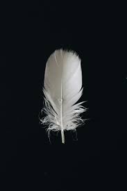 Maybe you would like to learn more about one of these? 500 Feather Pictures Hd Download Free Images On Unsplash