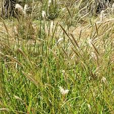 Image result for Bothriochloa radicans