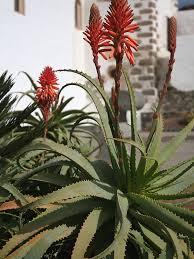 Image result for Aloe arborescens × inyangensis