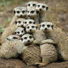 أجمل صورة عائلية في التاريخ حيوانات السراقيط Animal Hugs Cute Animals Animals Beautiful