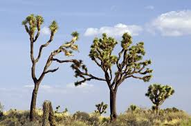 The joshua tree stands through the baking desert heat along with hot winds, low humidity, lack of moisture and even an occasional sandstorm. Joshua Trees Joshua Tree National Park U S National Park Service