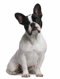 We did not find results for: Say Hello To The Frenchton The Dog That Crossed An Ocean Animalso