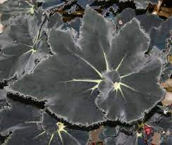 Begonia Black Mamba Plant Leaves Indoor Plants Begonia