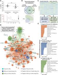 Simplified sectional view of trip valve upper diaphragm exhaust port restriction port a port b port d port e plug assemblies po. Conserved And Divergent Modulation Of Calcification In Atherosclerosis And Aortic Valve Disease By Tissue Extracellular Vesicles Biorxiv