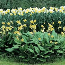 Image result for Ptaeroxylaceae