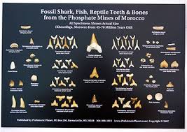 Shark Teeth Identification Guide Fish Teeth Shark Teeth Shark Tooth Fossil