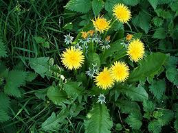 Image result for Taraxacum