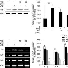 Quando a conjunção cubicon começa, desça a vários planetas através da galáxia e. Pdf Anti Photoaging Effect Of Korean Mint Agastache Rugosa Kuntze Extract On Uvb Irradiated Human Dermal Fibroblasts