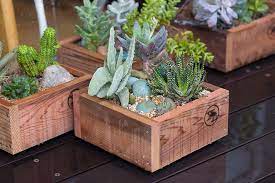 木箱に多肉植物を寄せ植えする石を配して 自然を切り取ったような景観を作る tokosie ー トコシエ 木箱 多肉植物 寄せ植え