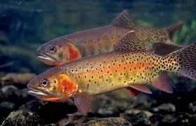 Colorado Cutthroat Rocky Mountain National Park Colorado 107 Jpg 1000 646 Cutthroat Trout Fish Trout
