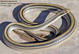 Image result for Salvadora