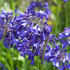 Agapanthus Brilliant Blue Bada Agapanthus Cottage Garden Plants African Lily