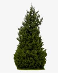 Check spelling or type a new query. Evergreen Tree Png Images Transparent Evergreen Tree Image Download Pngitem