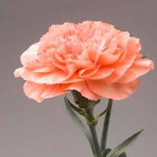 Pin By Jose Merchan Losada On Orange Flowers Carnation Flower Carnation Plants Flowers Nature