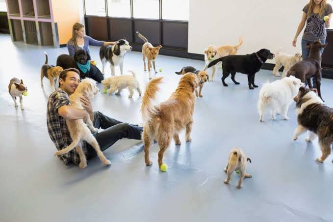 Is Dog Daycare Every Day Too Much? Pros and Cons