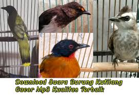Download suara trucukan ropel durasi panjang yang cocok digunakan untuk pancingan burung trucukan lain agar lebih rajin berkicau. Download Suara Burung Kutilang Gacor Mp3 Kualitas Terbaik