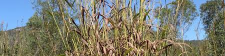 Image result for Andropogon gayanus
