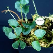 Image result for Elaphoglossum