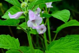 Image result for Pedaliaceae