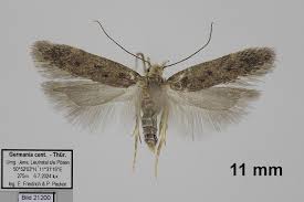Image result for Bryotropha senectella