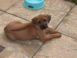 Check spelling or type a new query. Rhodesian Ridgeback Puppies Photos Rhodesian Ridgeback Puppies Rhodesian Ridgeback Puppy Photos