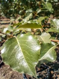 Image result for Pycreus permutatus