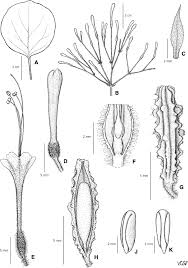 Image result for Commicarpus grandiflorus