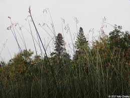 Image result for Schoenoplectus muricinux