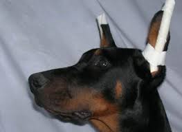 Ear Taping Cropping Methods In Pictures Docked Tails Doberman Doberman Puppy Doberman Ear Cropping