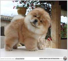 i know you are talking to me i m trying to hard to understand what you re saying chowchow pet dogs fluffy dogs puppies